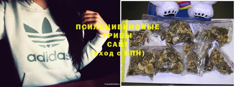 Галлюциногенные грибы Psilocybe  OMG маркетплейс  Бирюсинск 